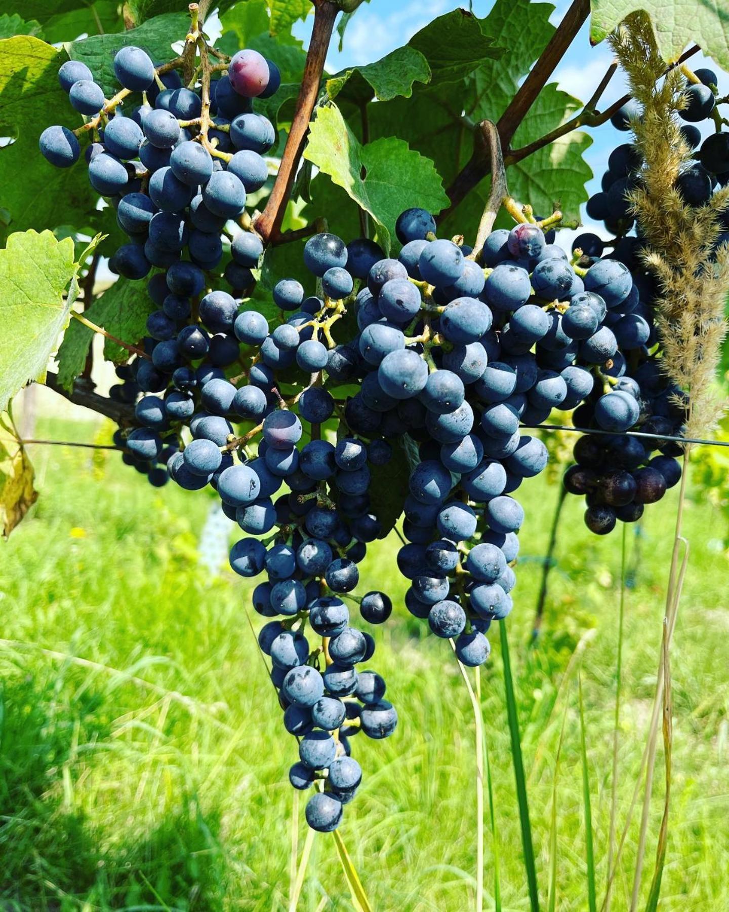 Stara Vinice Velke Zernoseky 93 Zewnętrze zdjęcie